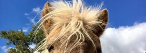 Anmelden | Reitschule Hippo-Fun