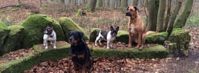 Impressum | Hundeschulzentrum Wolfhagen