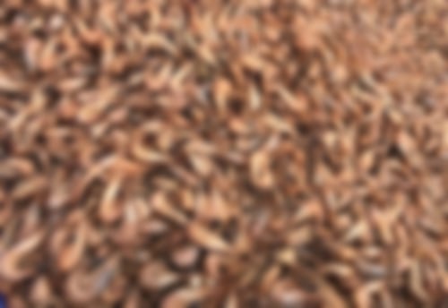 fangfrische Nordseekrabben