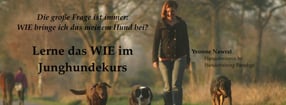 Aktuell | Hundetraining Paradogs