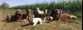 Aktuell | Lieblingsviecher Arbeit mit Pferden Hunden Schafen