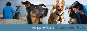 Termine | Hundeschule dogsperience Rostock