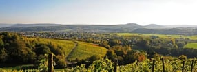 Termine | Weingut Losen-Bockstanz