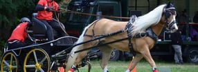 Bilder | Fahrteam Fohlenhof Pfronten