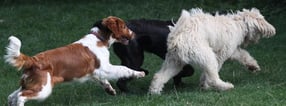 Aktuell | Freche Hummel  Hundeschule Annette Buban-Waibel