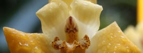 Orchideenfreunde-Bingen