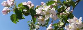 Aktuell | Arbeitsgemeinschaft junger Obstbauern von der Niederelbe e.V.