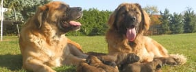 Aktuell | Germanische Bärenhunde " von der Unstrutranch"
