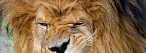 Termine | Blue Lions Krumbach