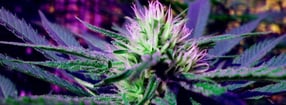 Impressum | Cannabis Social Club Bremen - CSCB
