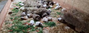 Anmelden | Lausitzer Meerschweinchenland