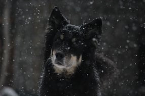 Impressum | Husky-Power-Tirol