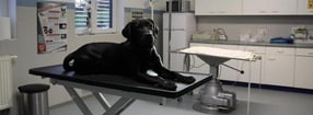 Anmelden | Tierarztpraxis Lenting  Dr. Angelika de Bruyne