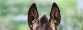 Impressum | Tierpark Hattersheim