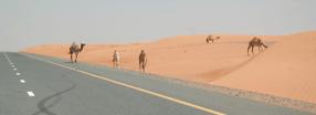 "Wüstentour" Sharjah - Dubai | desert-chopper.de