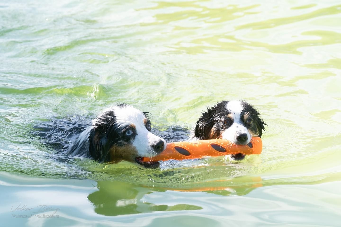AquaDog Festival