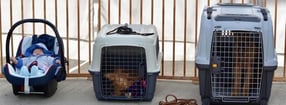 Termine | KENAVO Irish Terrier