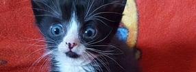 Willkommen! | Jaquecas Pflegekatzen