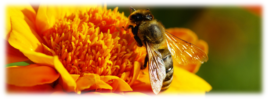 Informationen über die Biene und ihr Verhalten -
