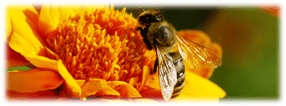 Anmelden | HoneyMaker