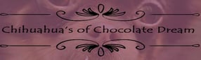 Aktuell | Chihuahua of Chocolate Dream