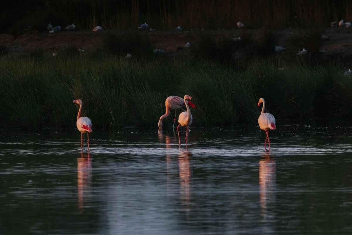 Flamingos vom Zwillbrocker Venn