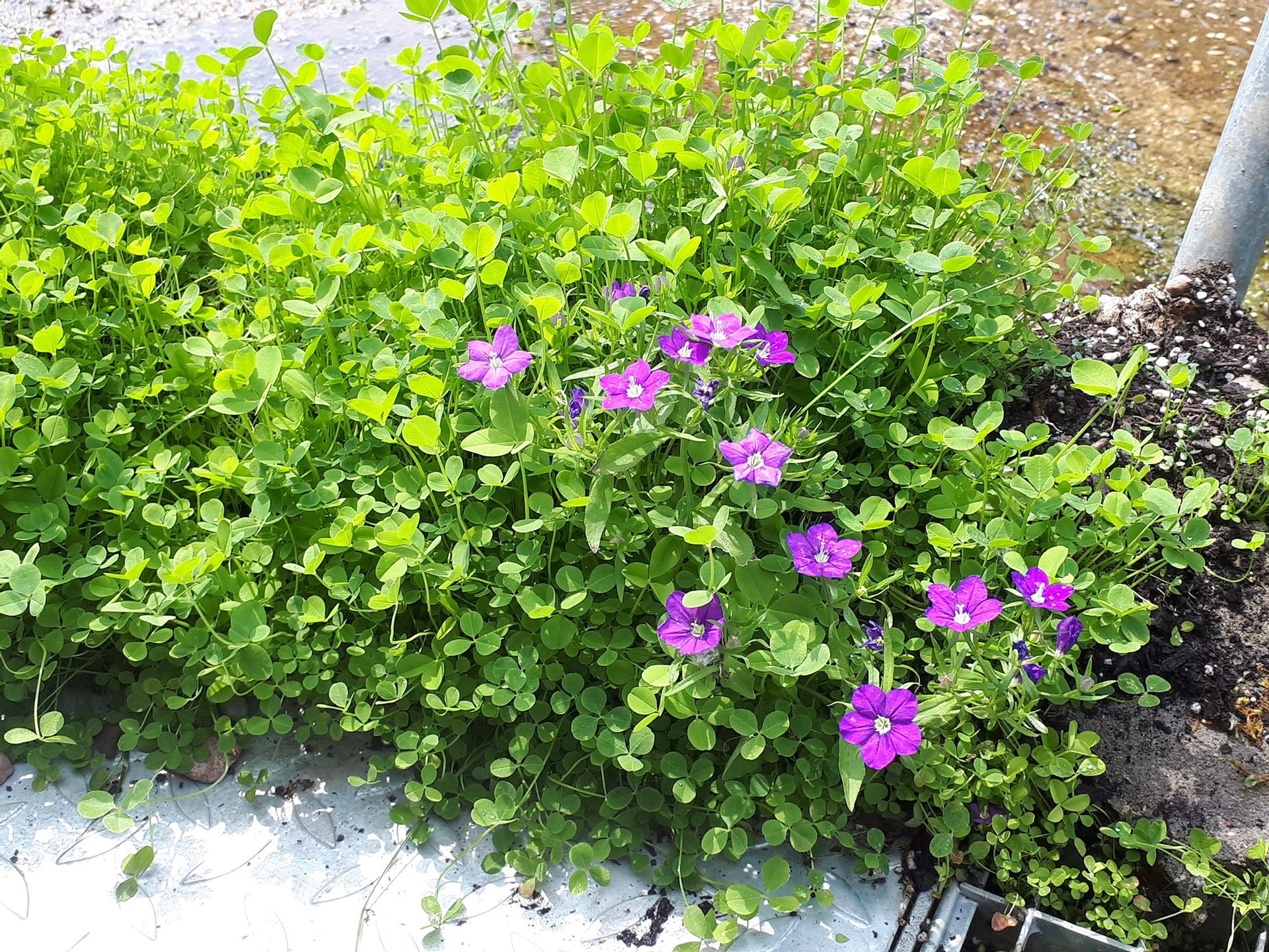 Aktuell | Blumenthal 7 e.V.