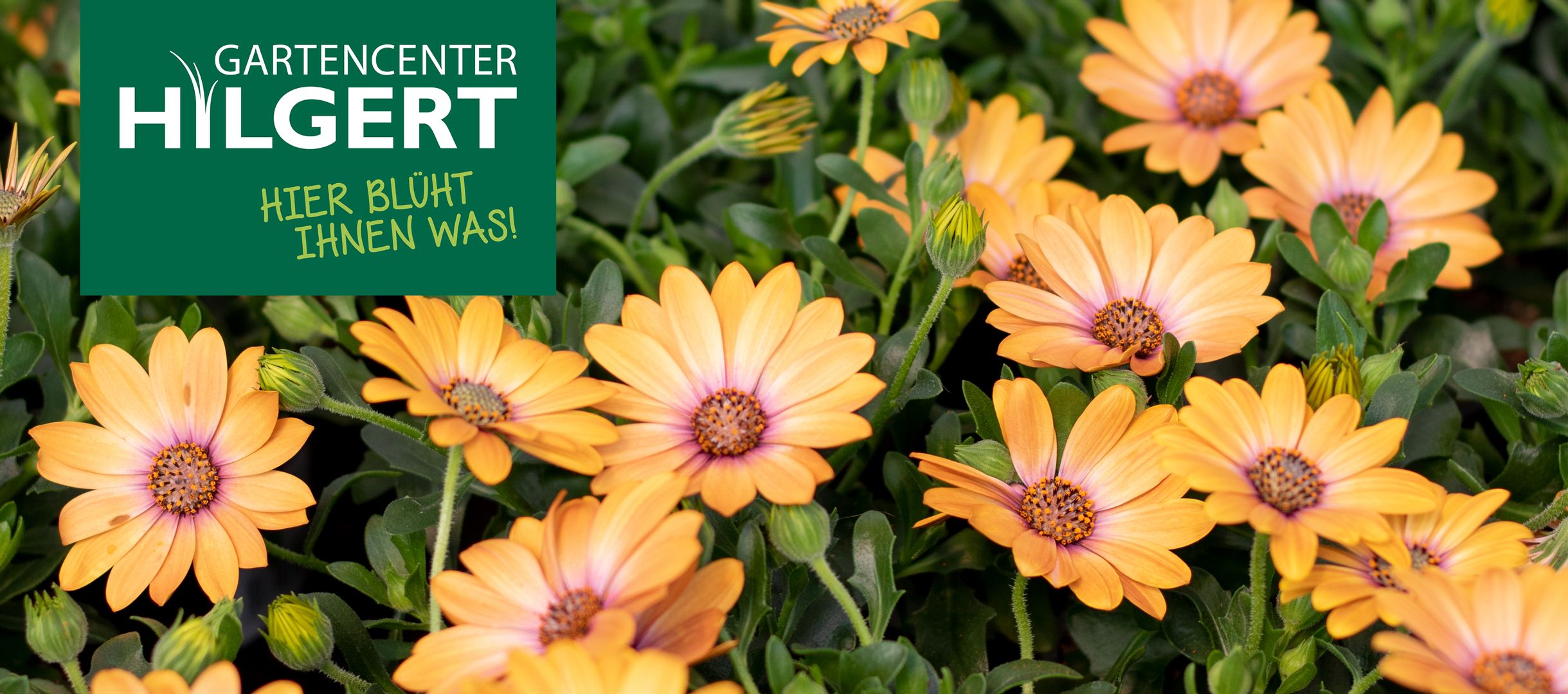 Aktuelle Termine | Gartencenter Hilgert