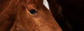 Impressum | Reitanlage Hofstedde in Datteln