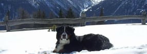 Aktuell | Berner Sennenhunde "von den Hohen Tauern"