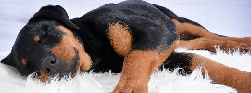 Termine | Hundeschule entspannter Hund