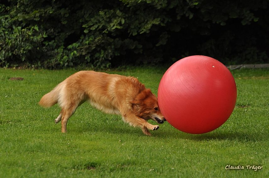Treibball Hundeschule entspannter Hund