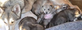 Bilder | Saarlooswolfhond Kennel Whitefang's