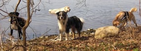 Hundeschule friendly dogs
