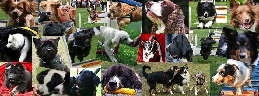 Satzung | Hundesport Tierfreunde Stadtsteinach e