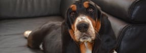 Aktuell | The Home of Basset Hound