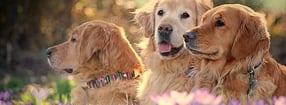 Kontakt | Golden Retriever von "Habegger"