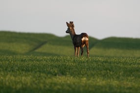 Impressum | Hegering Nottuln-Havixbeck