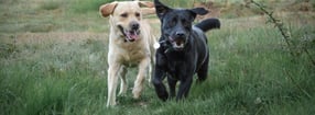 Impressum | Hundeschule Seite an Seite