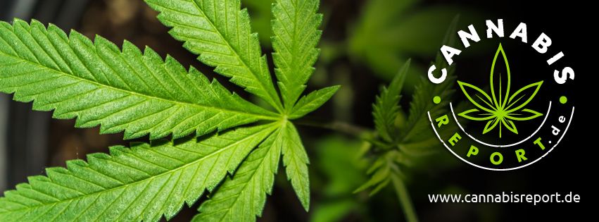 Aktuelle News | CannabisReport.de