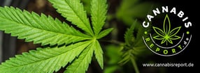 Impressum | CannabisReport.de