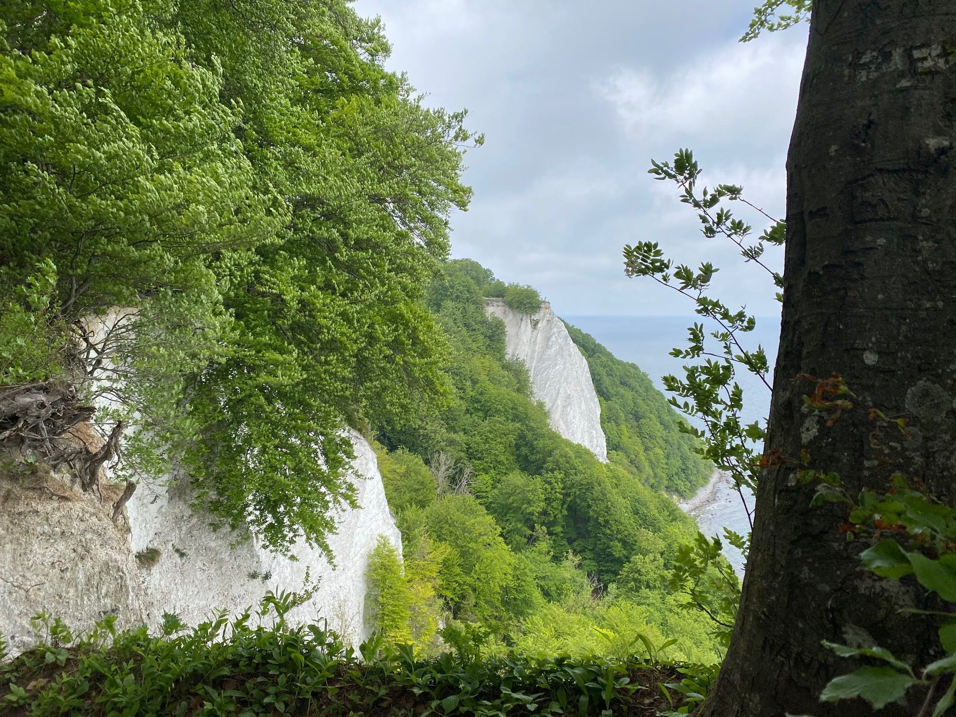Kreidefelsen Rügen
