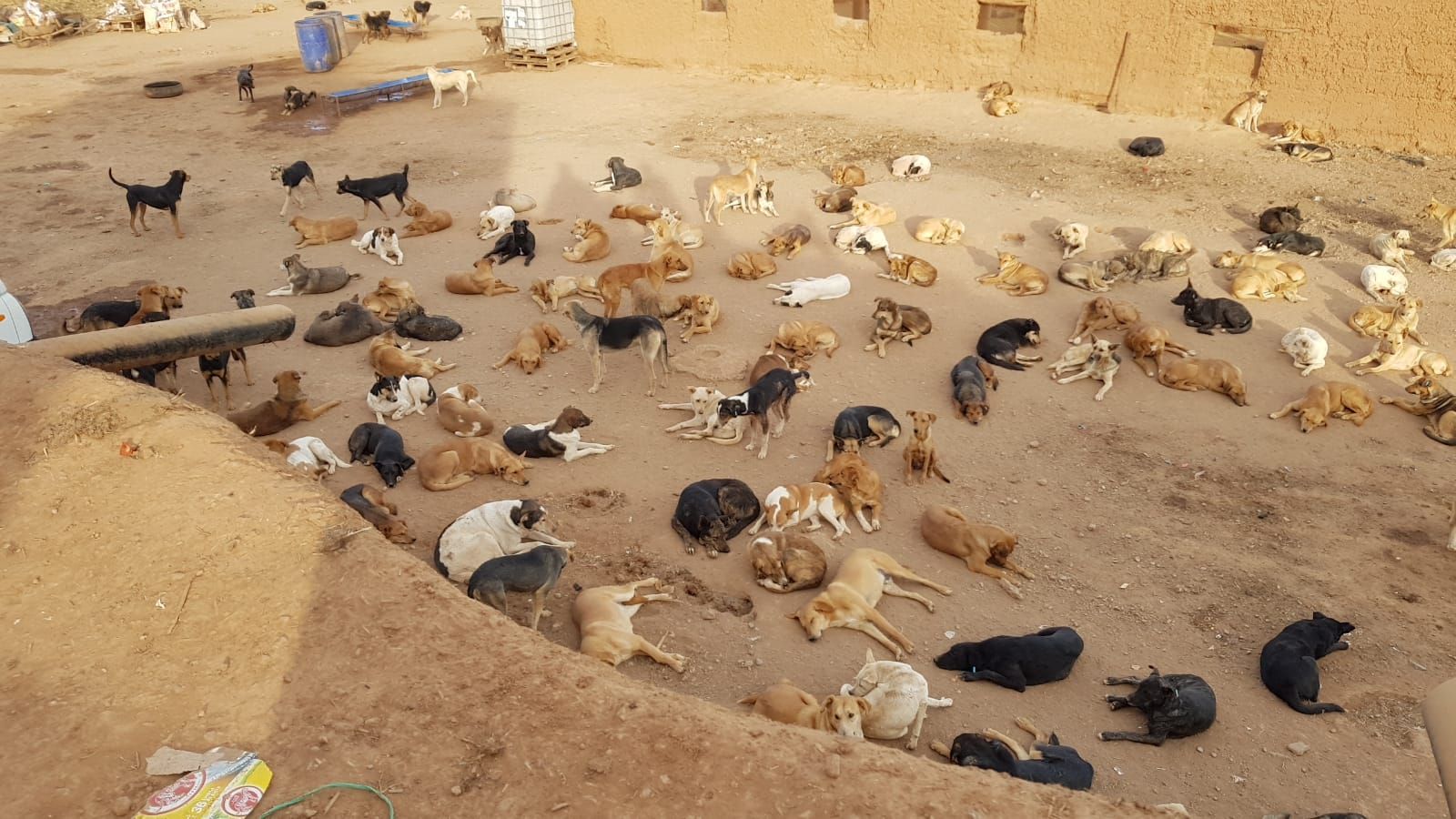 Herzlich Willkommen! | Agadir-Hunde