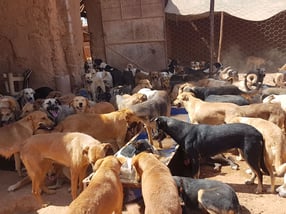 Situation vor Ort | Agadir-Hunde