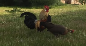 Anmelden | Rassegeflügel- & Vogelzuchtverein Alstätte