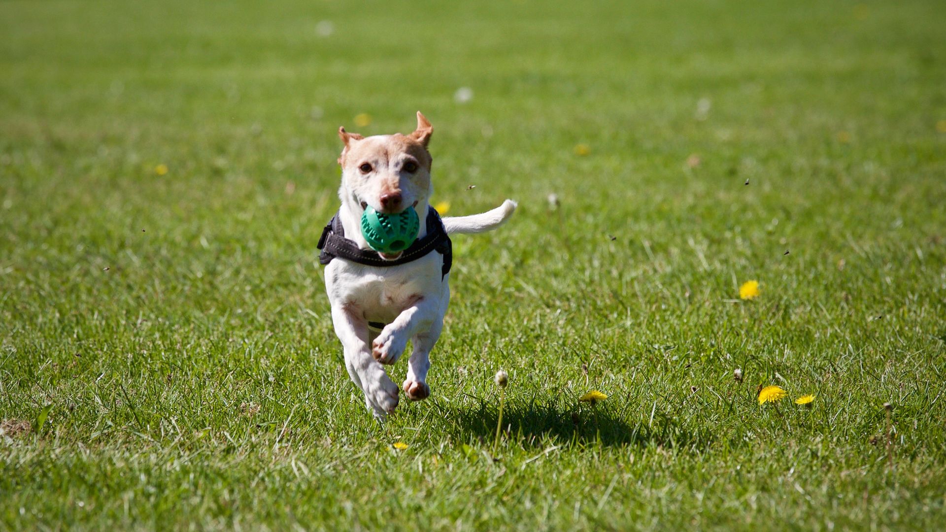 Trainingsgruppen | Hundezentrum Ruth Räckers