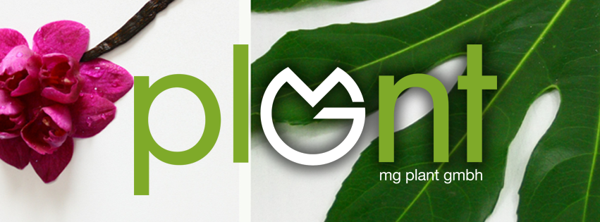 MG PLANT liefert Topf- und Gartenpflanzen, -