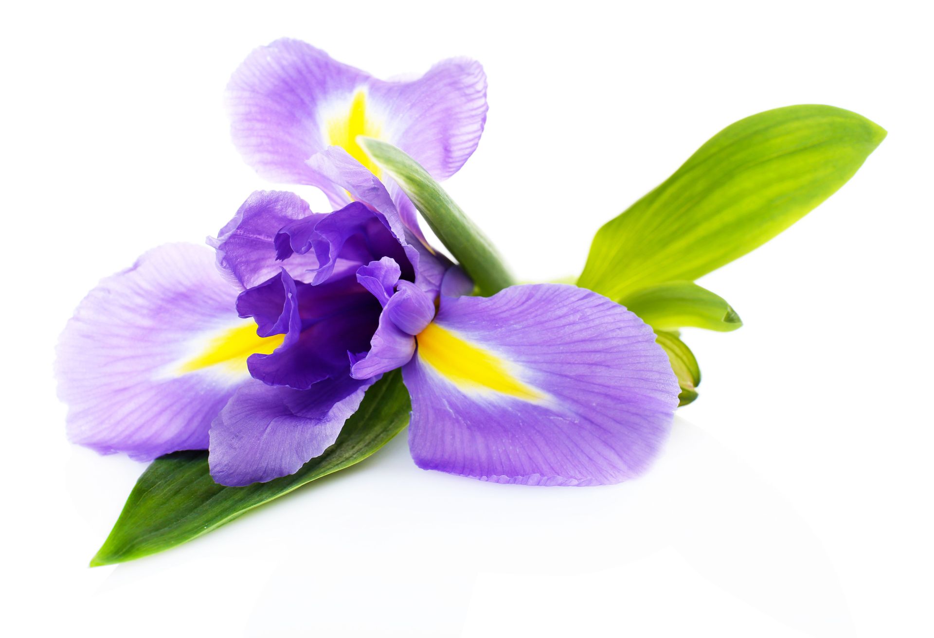Erdgeschosswohnung Iris in Wildemann