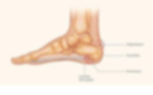 Abbildung Anatomischer Fuß, Seitenansicht