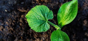 Impressum | Gesing & Wening Gartenbau